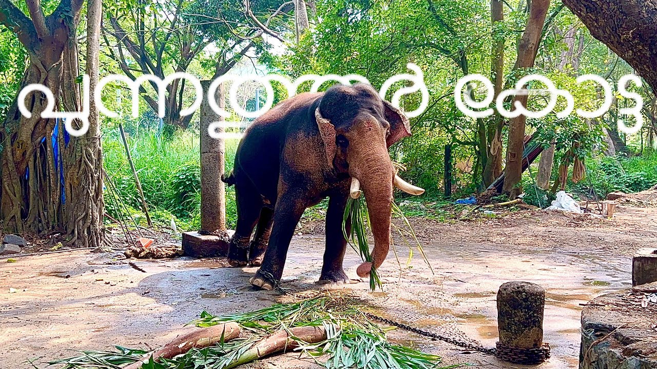 Punnathoor Kovilakam | പുന്നത്തൂർ കോട്ട | Elephant Fort Guruvayur