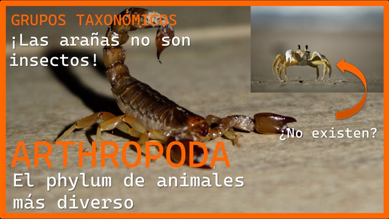 Los artrópodos, el phylum de animales más diverso | Grupos taxonómicos | Deinos-palaios