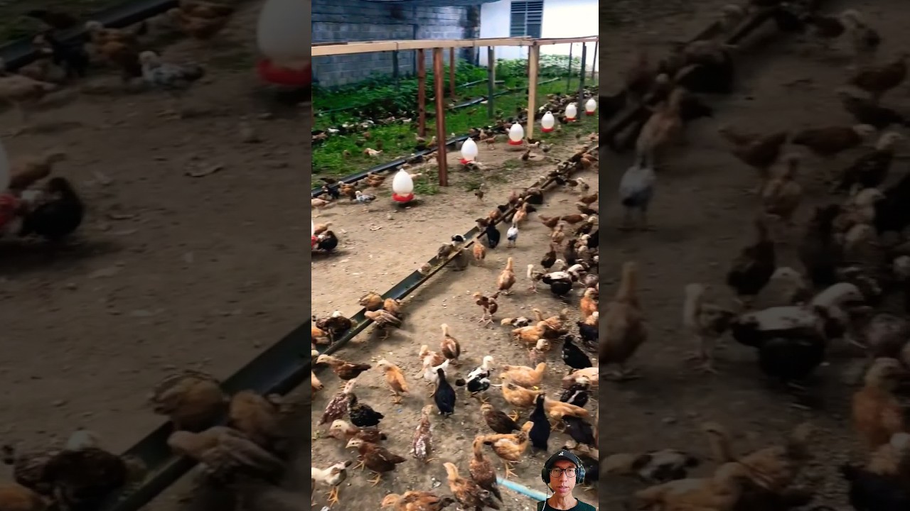 KELEBIHAN SISTEM UMBARAN DALAM BETERNAK AYAM KAMPUNG #ayamkampung #ayam #peternakan