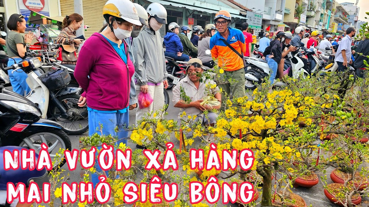 Mai Tết Chậu Nhỏ Siêu Nụ Nhà Vườn Chợ Hoa Bến Bình Đông Tranh Thủ Xả Hàng.