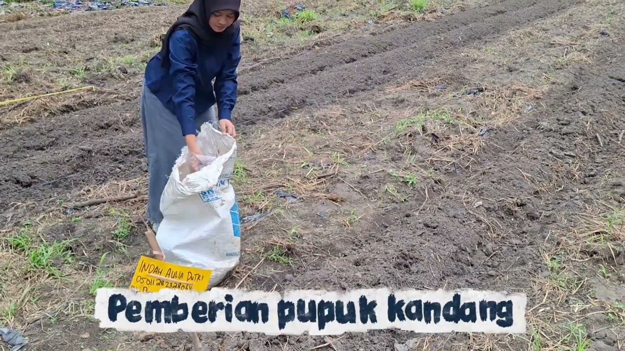 Indah Aulia Putri_Timun Suri_Minggu ke-2