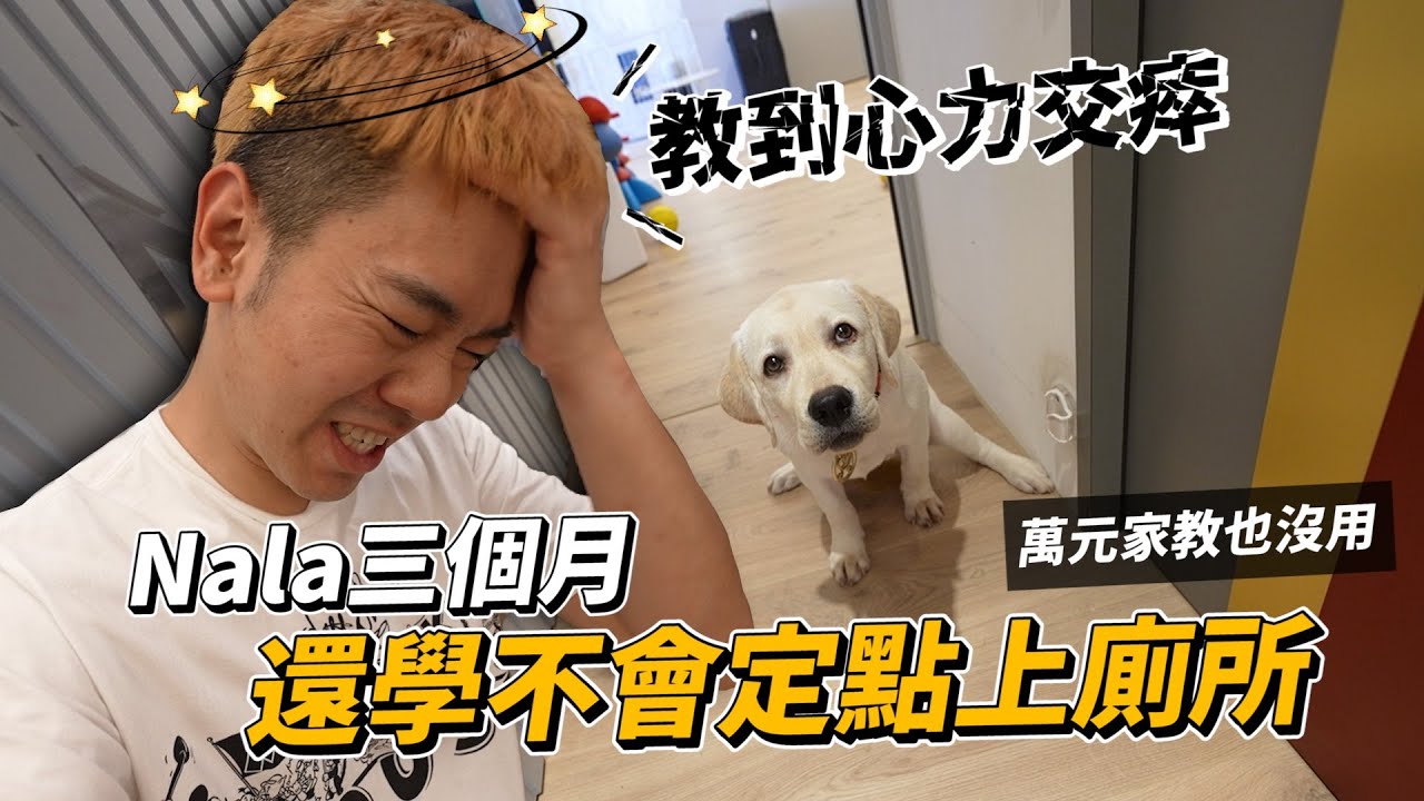 生無可戀，三個月了還是教不會定點上廁所｜拉布拉多成長日記｜彼得爸與蘇珊媽