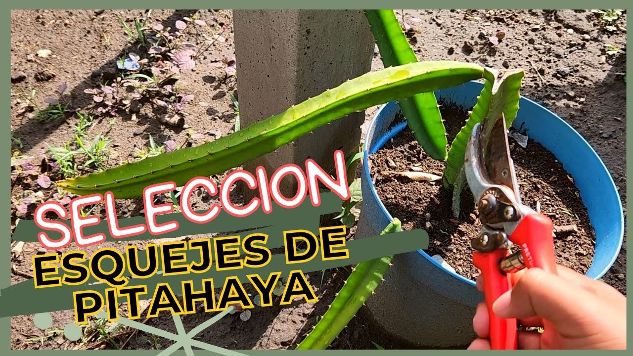 como seleccionar ESQUEJES DE PITAHAYA  🐲.COMO HACER PODA de formacion en PITAHAYA