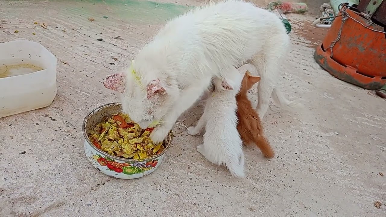Purrfect Rhythm Enas Eats Like MJ My Cat Eats With More Style Than I Do