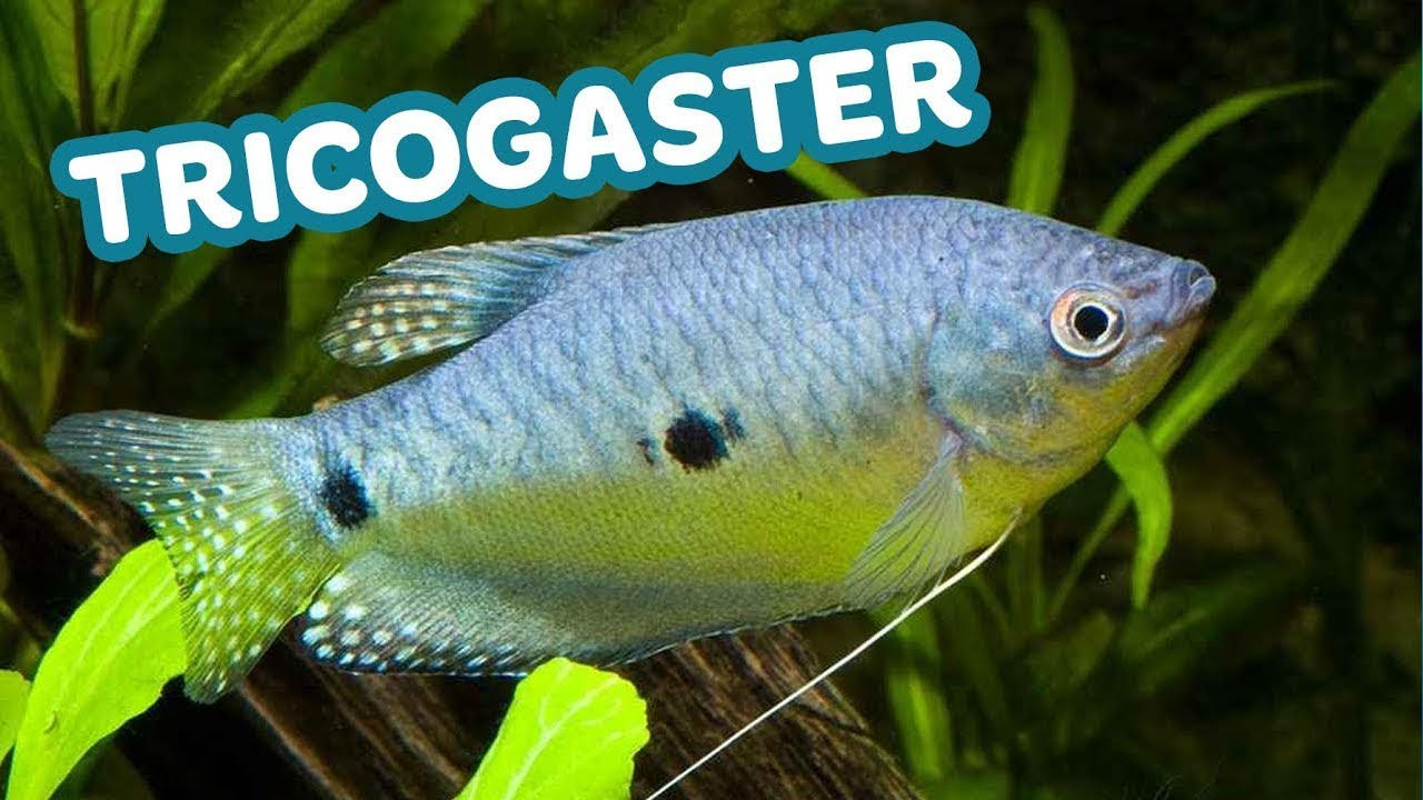 Como criar peixe Trichogaster em aqu&aacute;rio