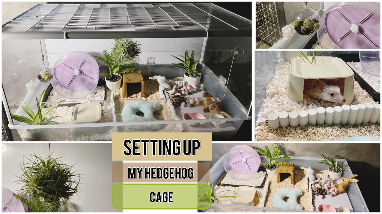 Setting Up my Hedgehog Cage/Simple and Natural