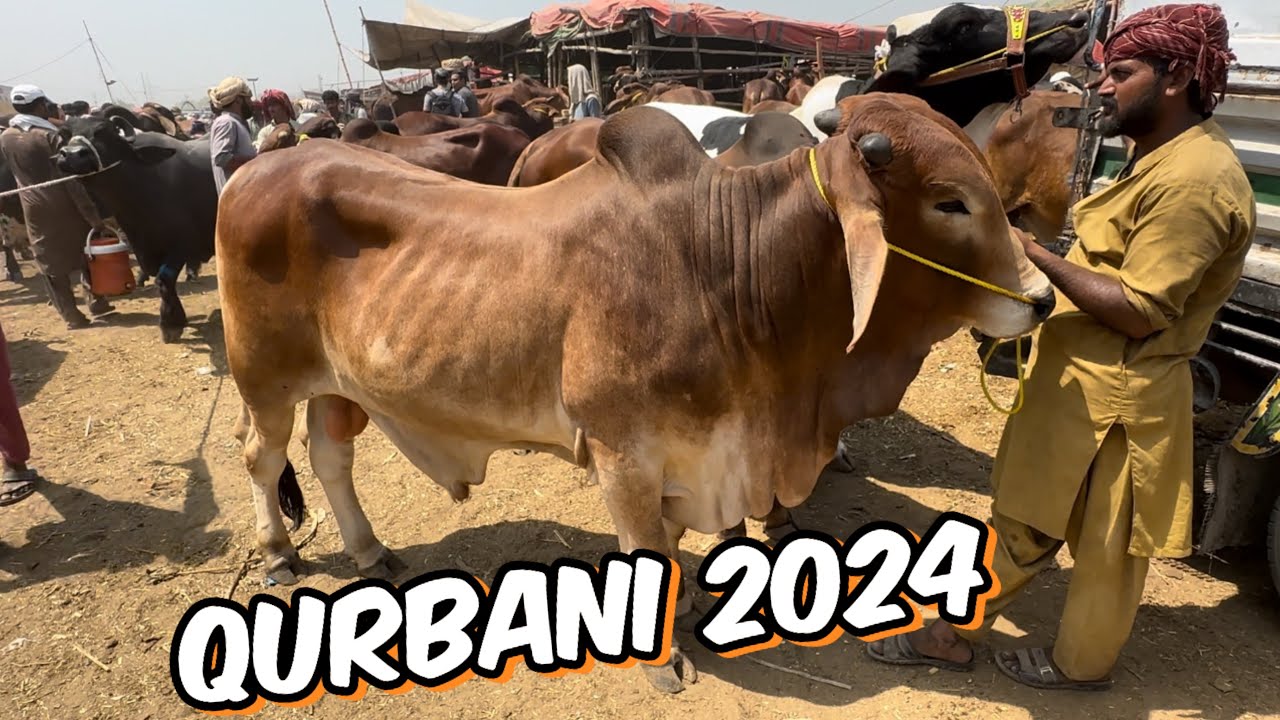 Cow Mandi Lahore | sahiwal cholistani bachre | Lahore Cow Mandi Shahpur Kanjra