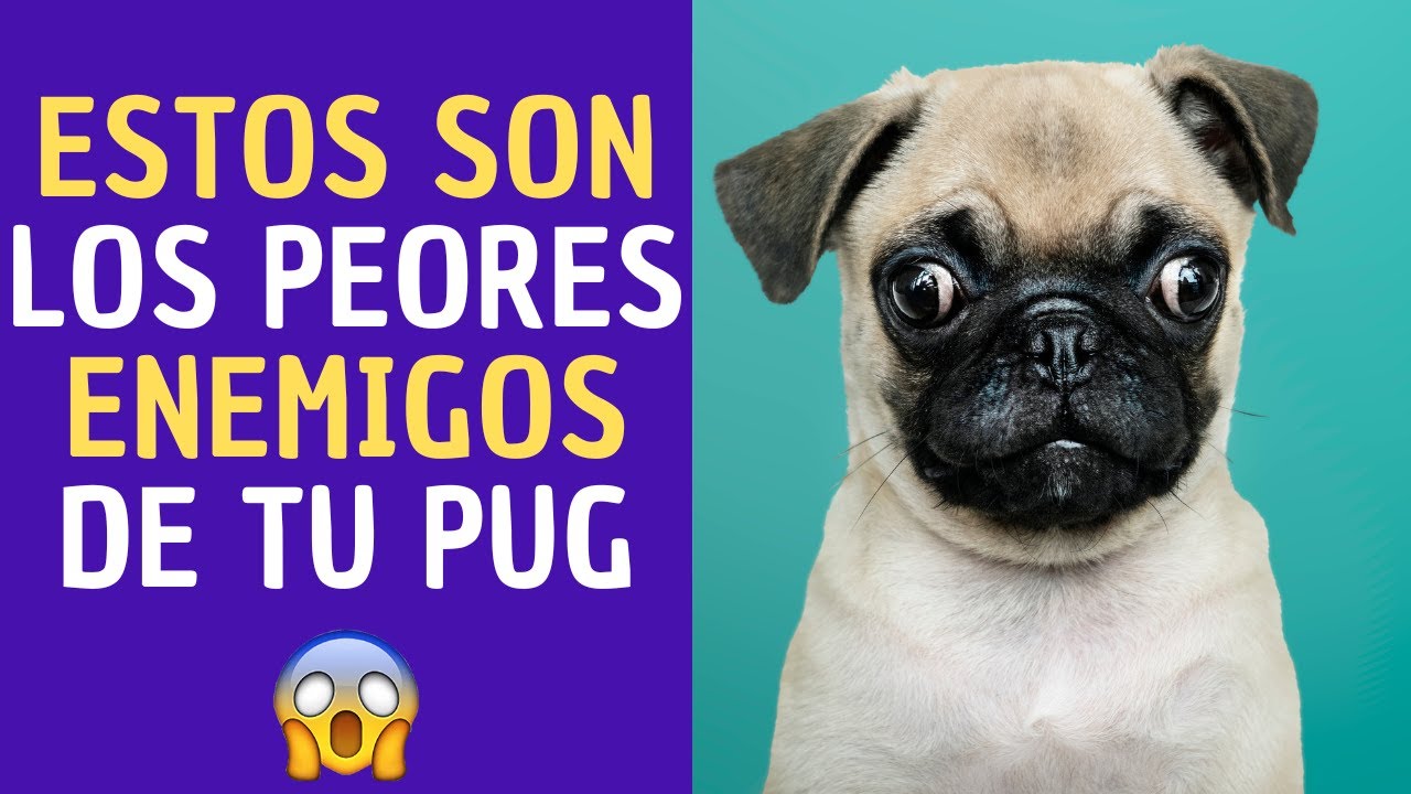 💖✅💥Estos son los PEORES ENEMIGOS de tu perro PUG