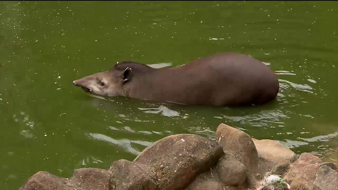 Filhote de anta que nasceu em cativeiro tira suspiros do público