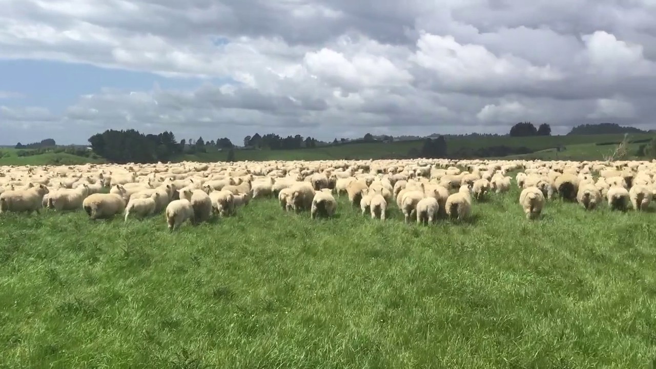 Sheep farming NZ