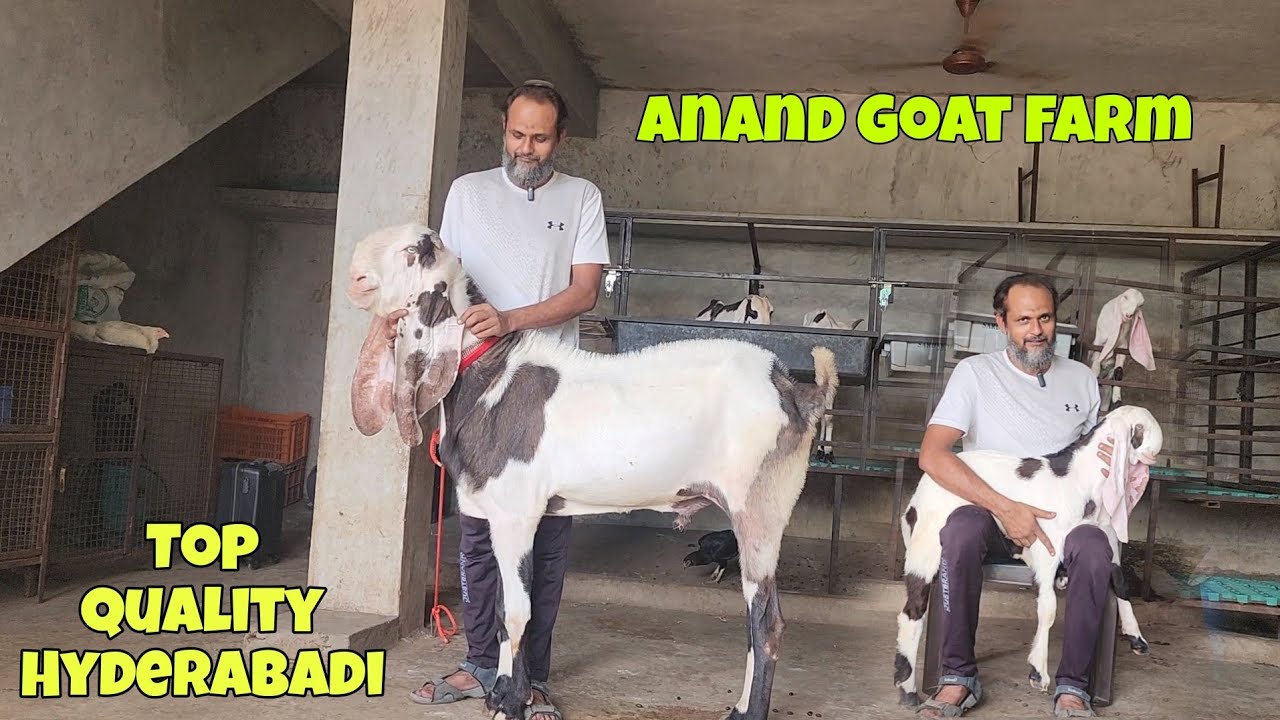 Top Hyderabadi Breeding Setup | No1 Quality Hyderabadi Goats | Anand Goat farm.