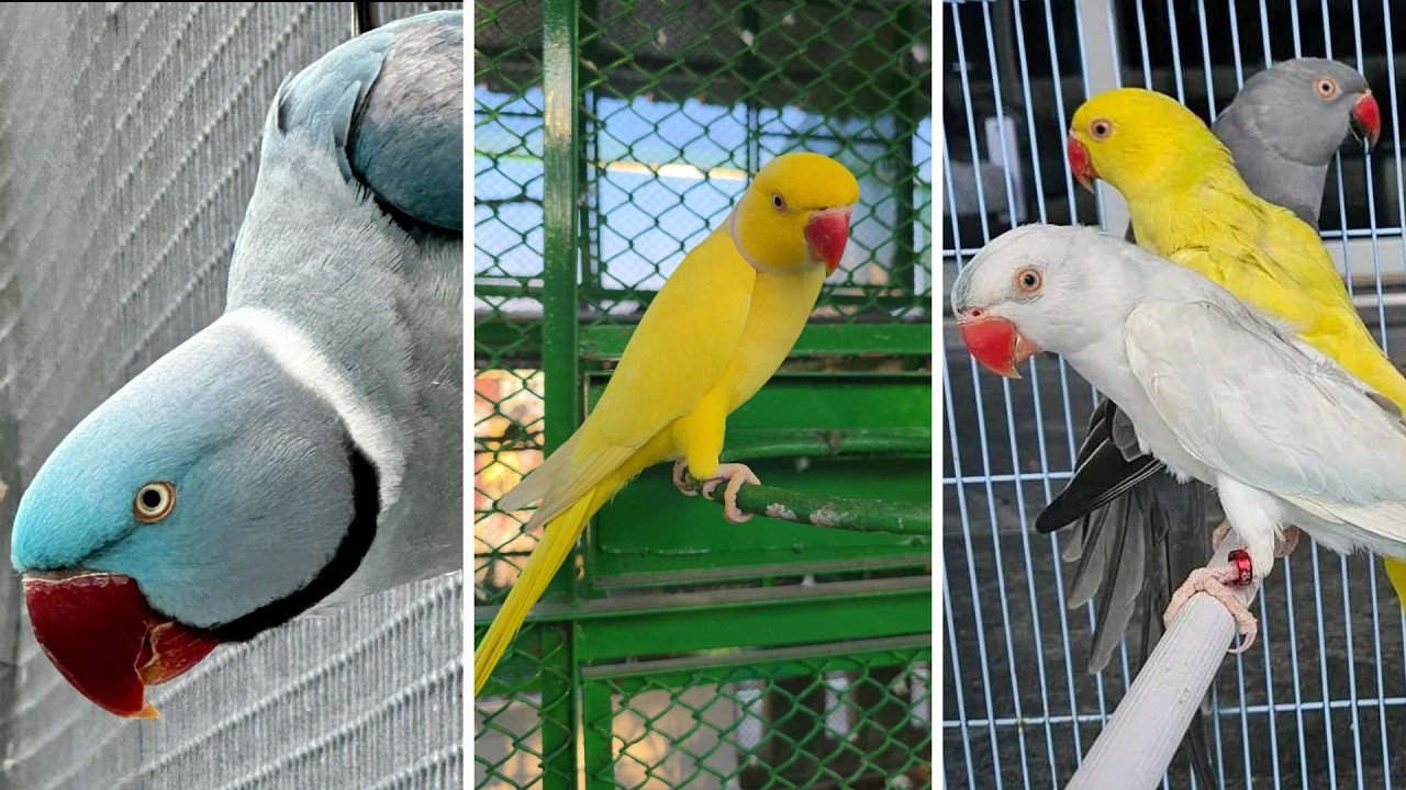 FEIRA DE PÁSSAROS EXÓTICOS DE CARUARU PE 02/12/2026