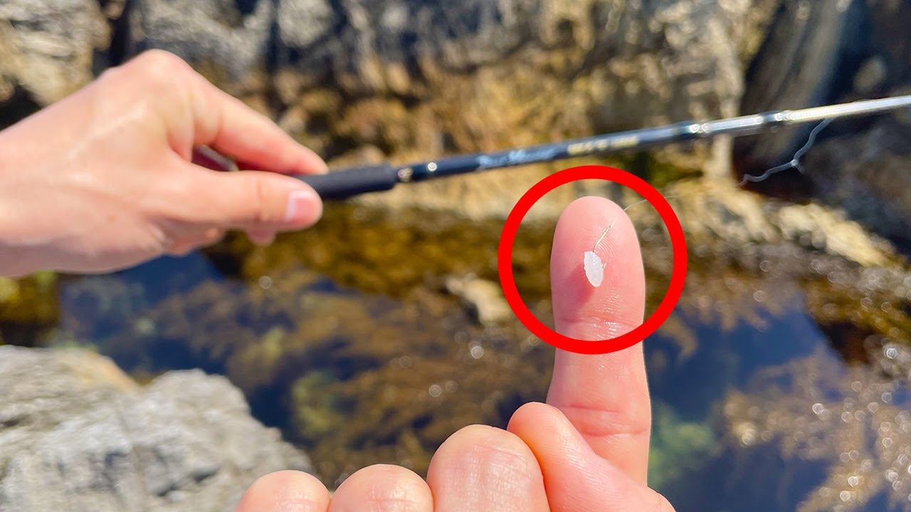 「米粒」で本当に魚は釣れるのか検証してみた【コスパ最強エサ】