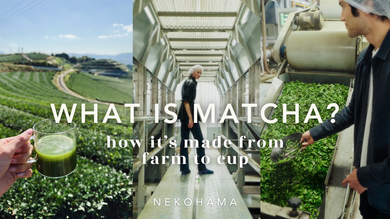 Everything You Need To Know About Matcha
