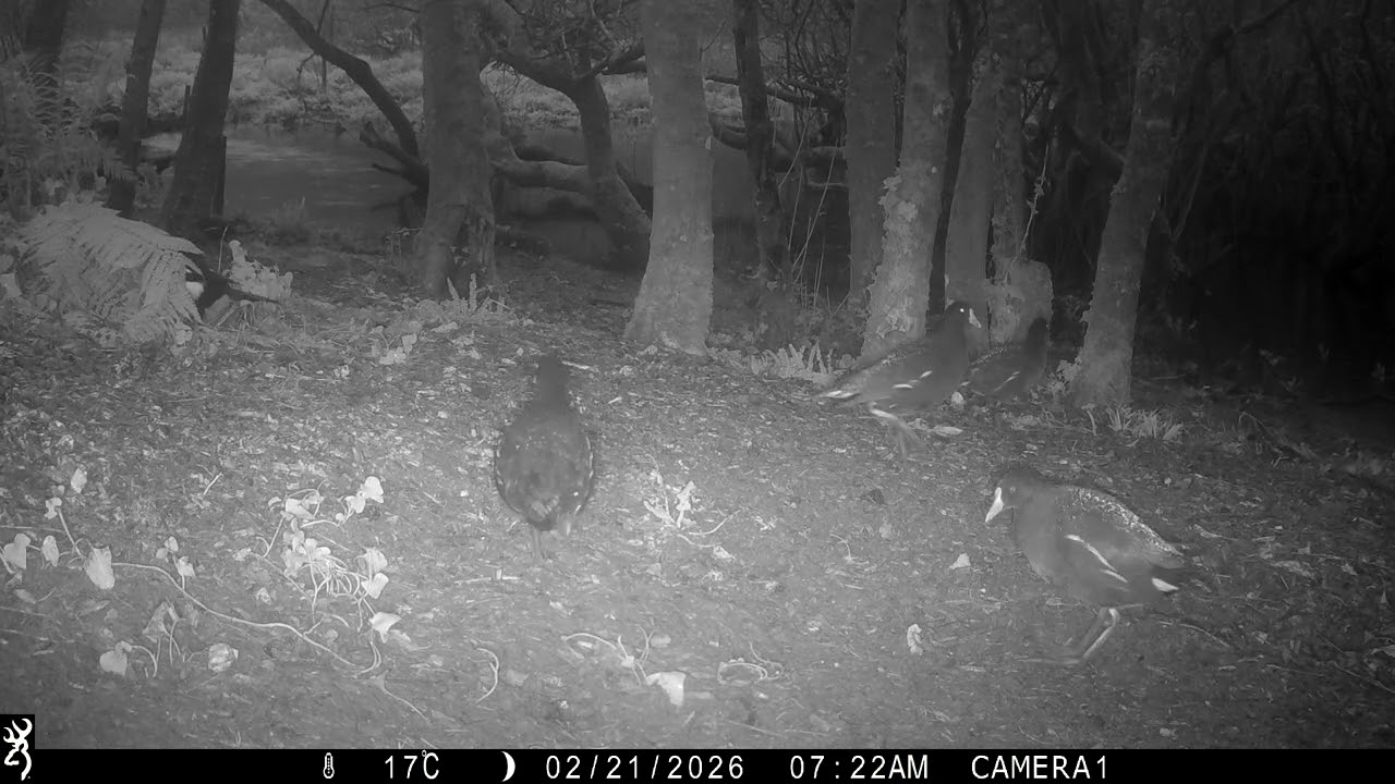 IMG 0142 Two J's Field Wildlife Camera Shots Set In Magical Cornwall.