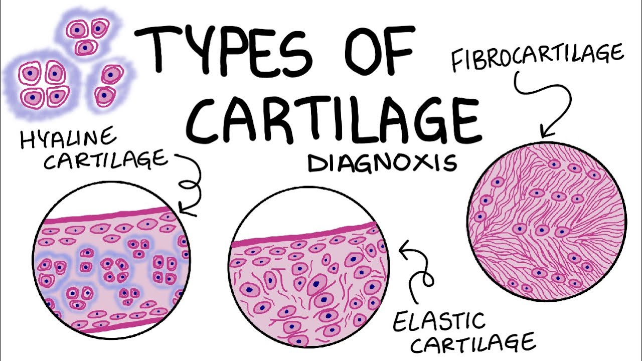 Types of cartilage-Hyaline, elastic and fibrocartilage (appearance,histology,functions and examples)