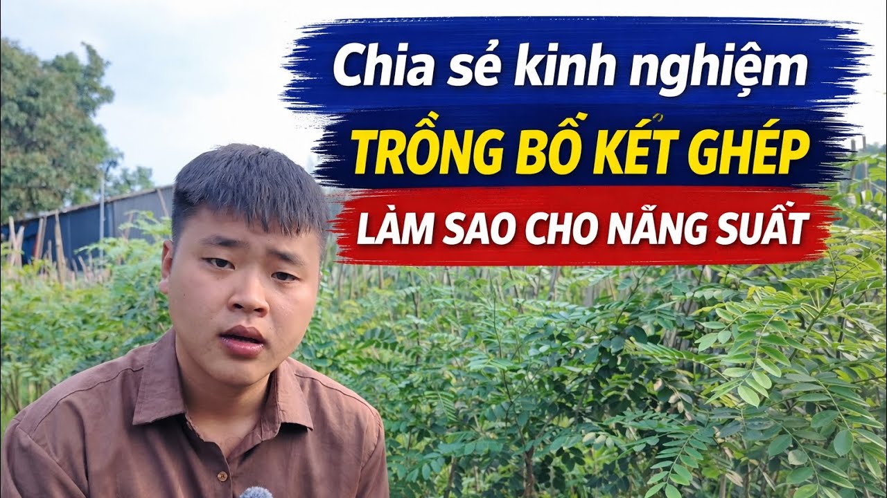 Chia sẻ kinh nghiệm trồng cây bồ kết ghép | Đạt hiệu quả kinh tế cao nhất