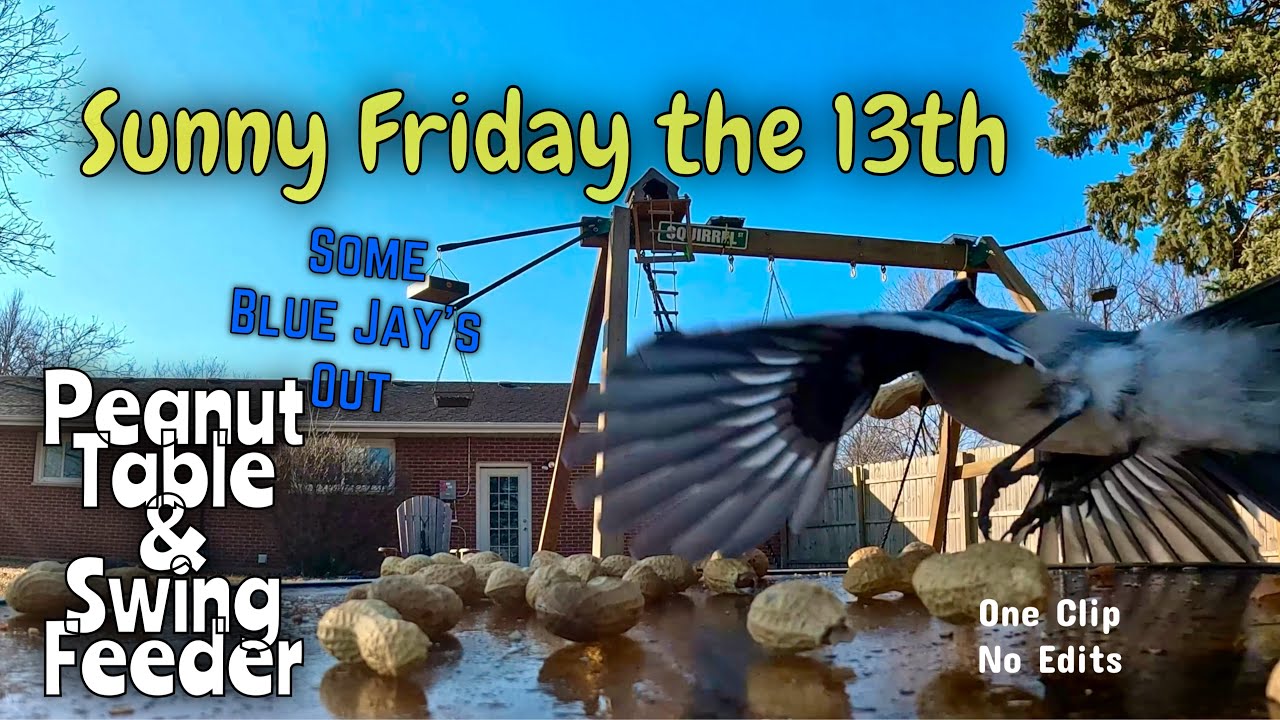 Peanut Table Friday the 13th #squirrels #blujays #birds #wildlife #wildlifefeeding #gopro