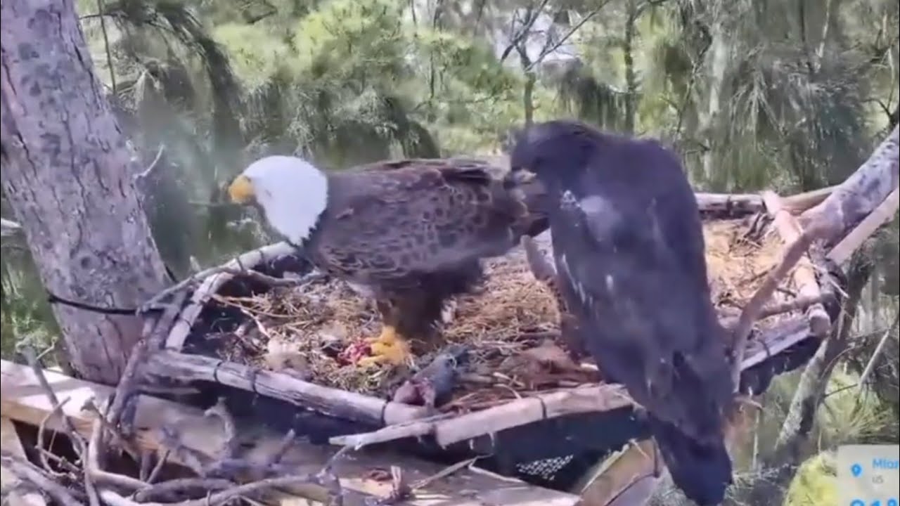 Mom is eating breakfast and a small eaglet watch it | Dade County Eagle | Mar 5, 26