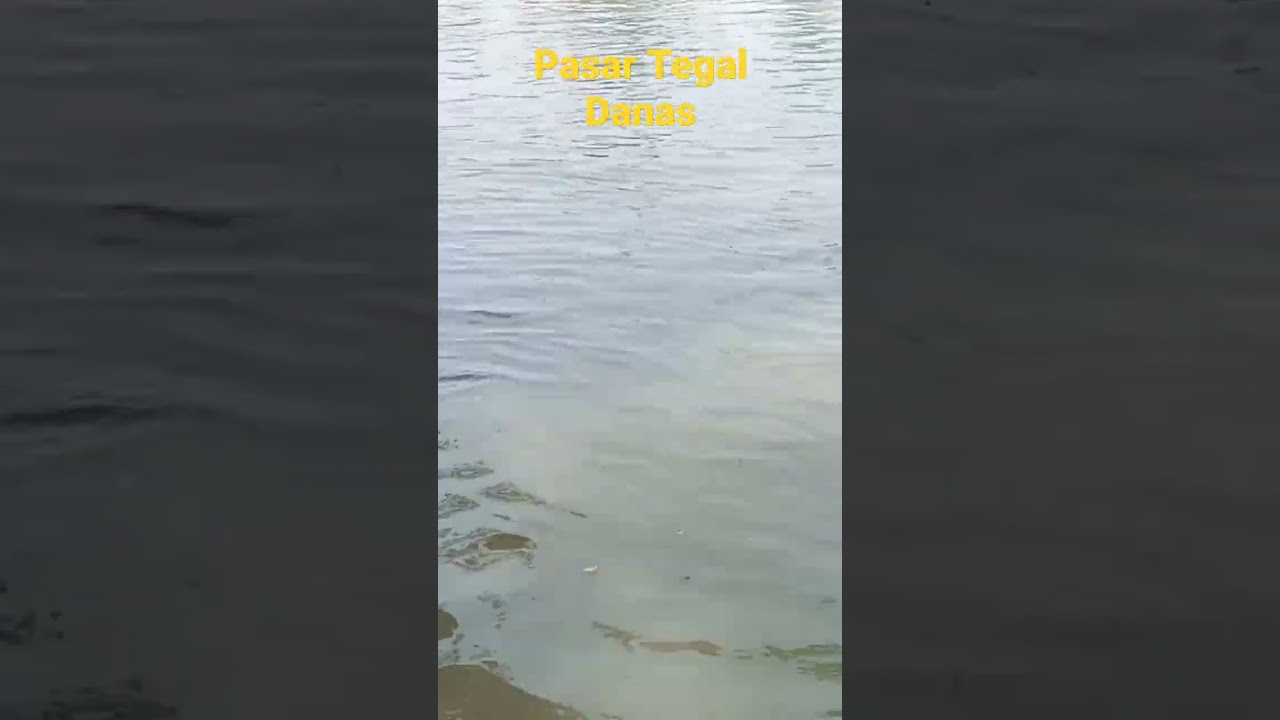 Spot Mancing Kalimalang Tegal Danas Cikarang #spotmancingbekasi #spotmancingcikarang