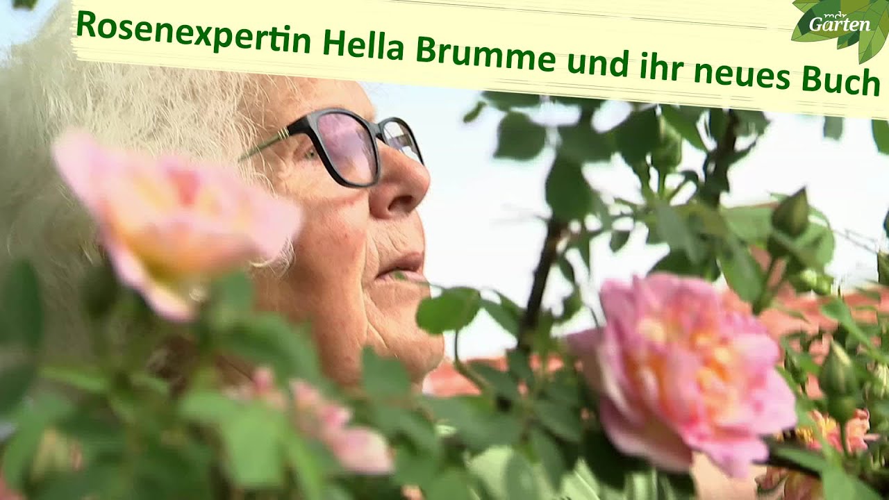 Historische Rosen im Porträt | MDR Garten