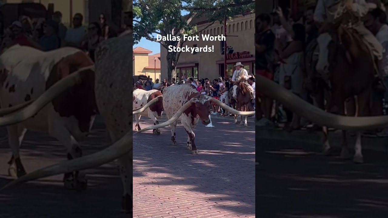 Longhorn Cattle Drive: Dallas Fort Worth Stockyards! #fortworth #dallas