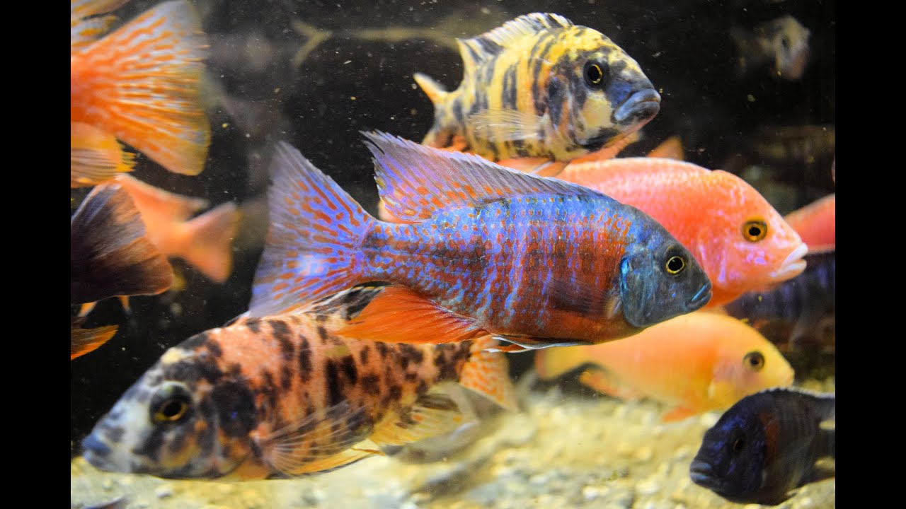 Peacock Cichlid Colors!