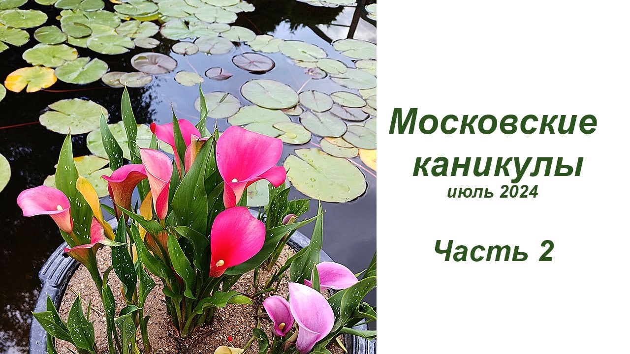 Московские каникулы, часть 2 - в саду Аптекарского огорода и обзор крассул (новых и стареньких)