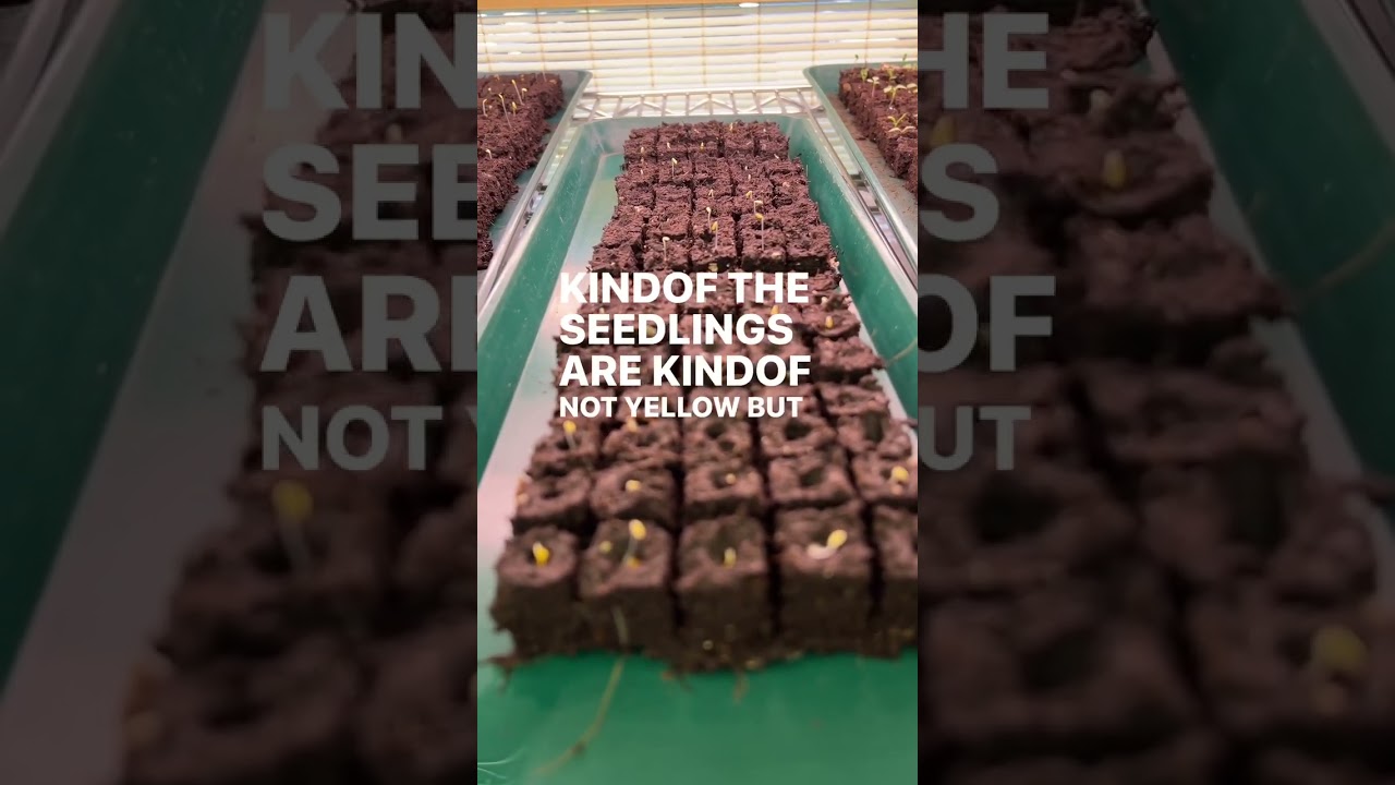 Comment BLOCKER and I&rsquo;ll DM the soil blocker link for tools and how-to