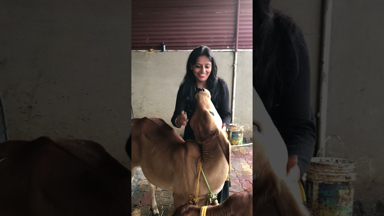 Touching cow drives away negativity. Cow cuddling is therapeutic