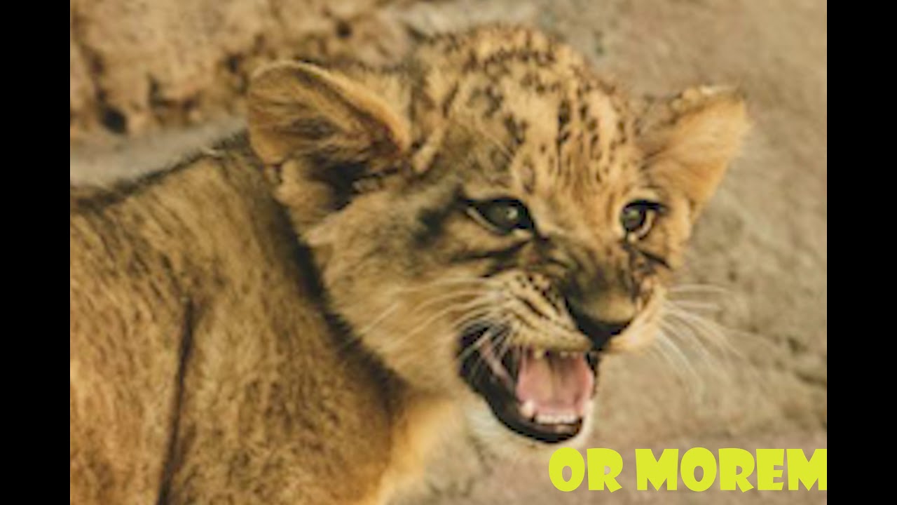 Lion Cub Com ver 1 1