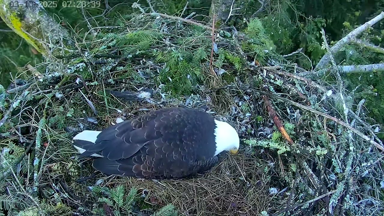 Bald eagle egg 🥚 🥚 maintenance .  March 13, 2025