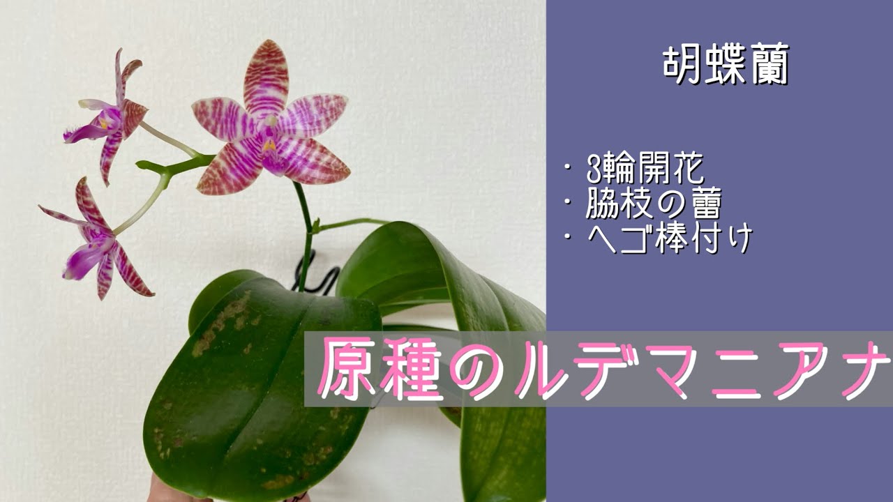 2026年2月6日　原種の胡蝶蘭《ルデマニアナ》　3輪開花🌸　脇枝の蕾　葉の病気🦠　高芽🌱のヘゴ棒付け　ヤフォン &ldquo;イエローボム&rdquo;の花🌼