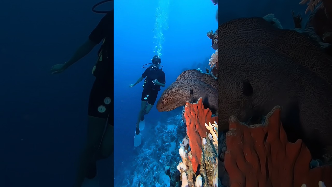 Open Water diving with Moray Eel | Diving in Sharm el Sheik | Cinderella Eldawley PADI Center #scuba