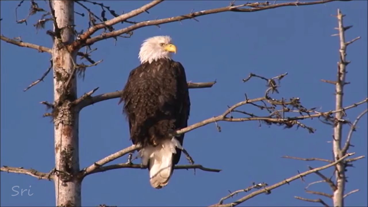 Bald Eagle Sitting On  A Tree
