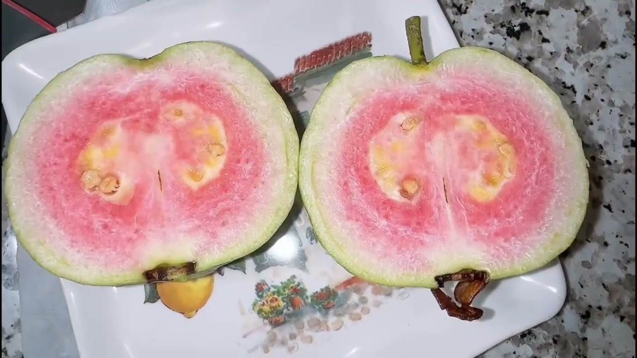 How sweet is a Thai guava Red Kimju No.5 fruit on a very young tree?