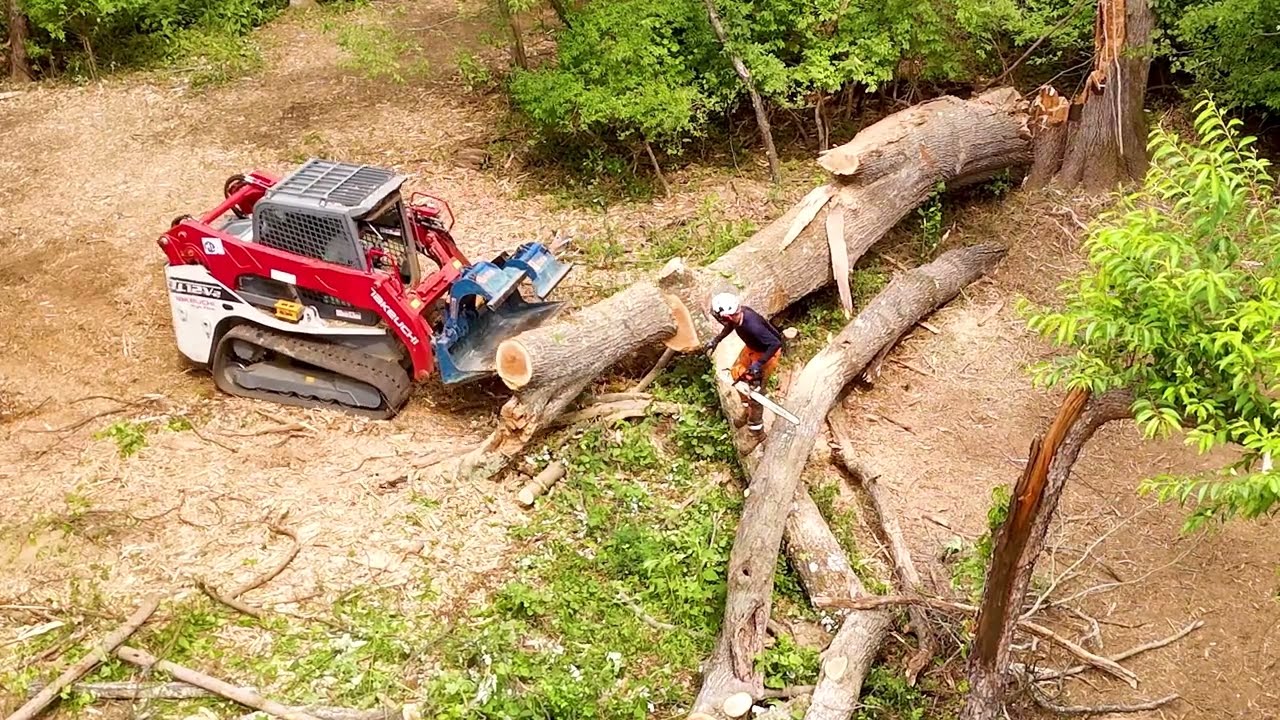 ENORMOUS Oak Tree Cleanup! Forestry Mulching in Virginia.