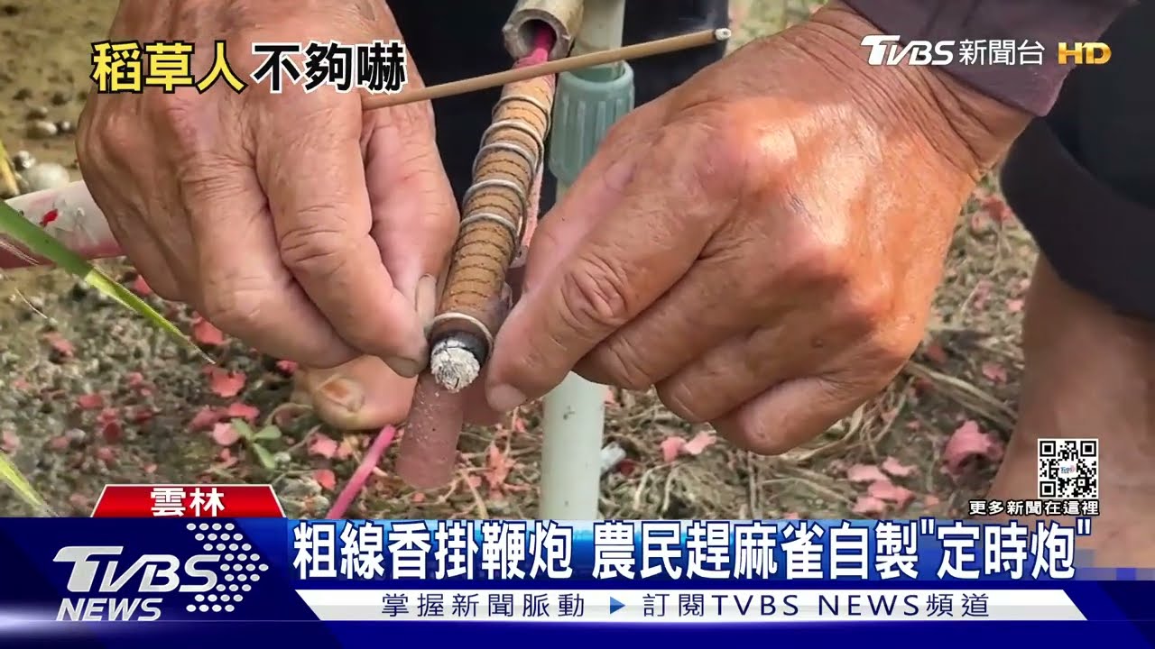 粗線香掛鞭炮 農民趕麻雀自製「定時炮」｜TVBS新聞