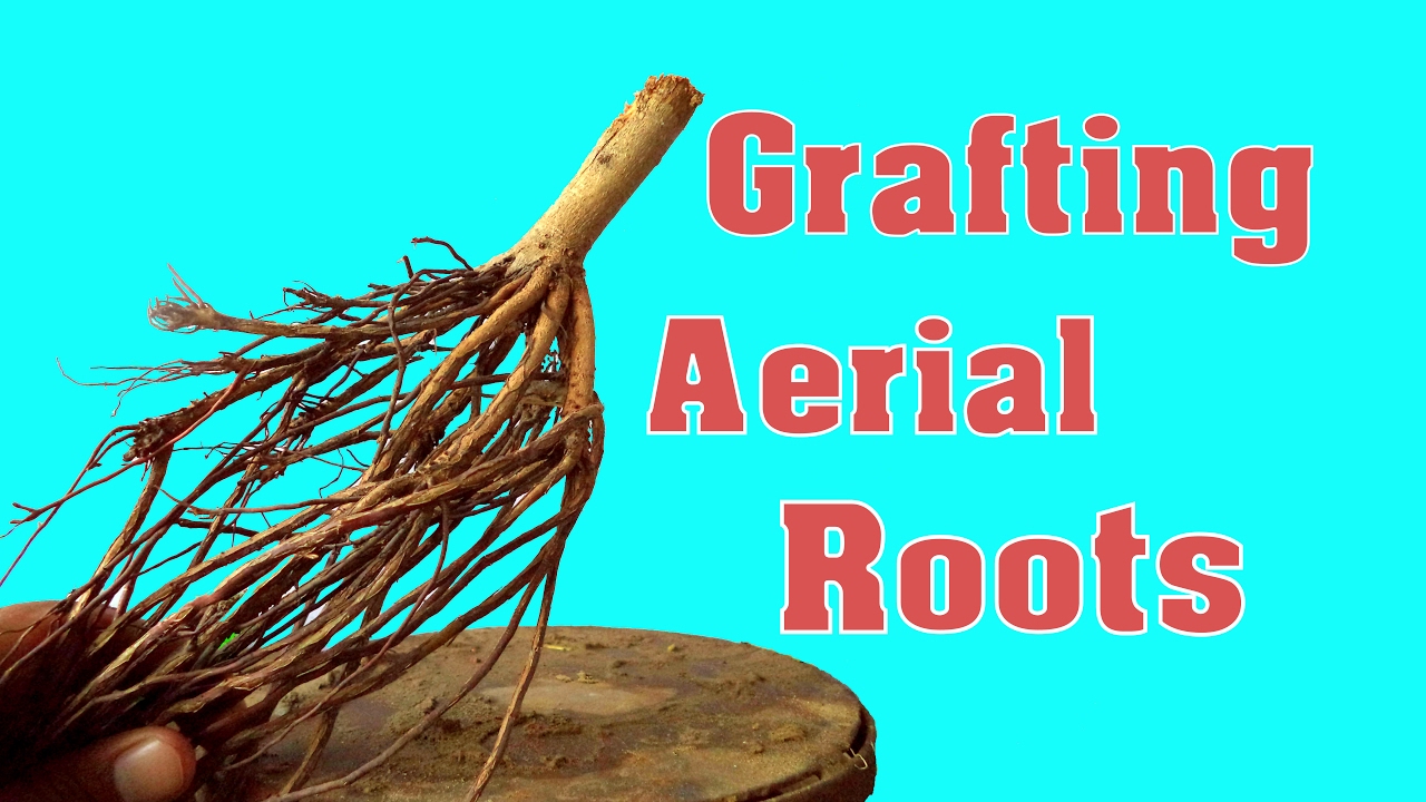 How to Grafting aerial roots With Update | Indian Banyan Tree | New | Experiment | Mammal Bonsai