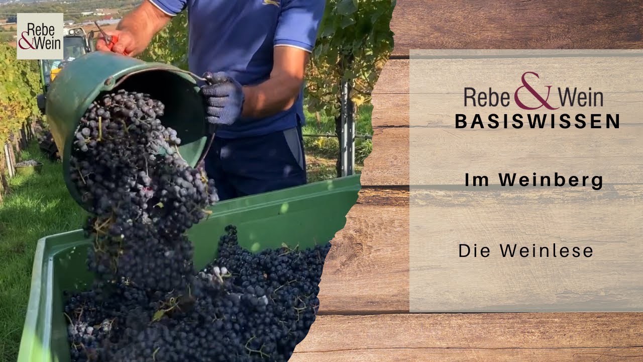 Rebe & Wein Basiswissen - Im Weinberg: Weinlese