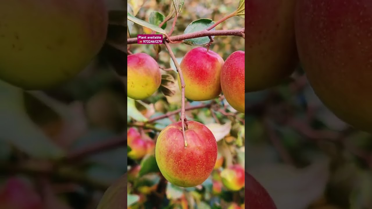 Miss India apple ber plant available (N plant Nursery) coll ➡️9732461279