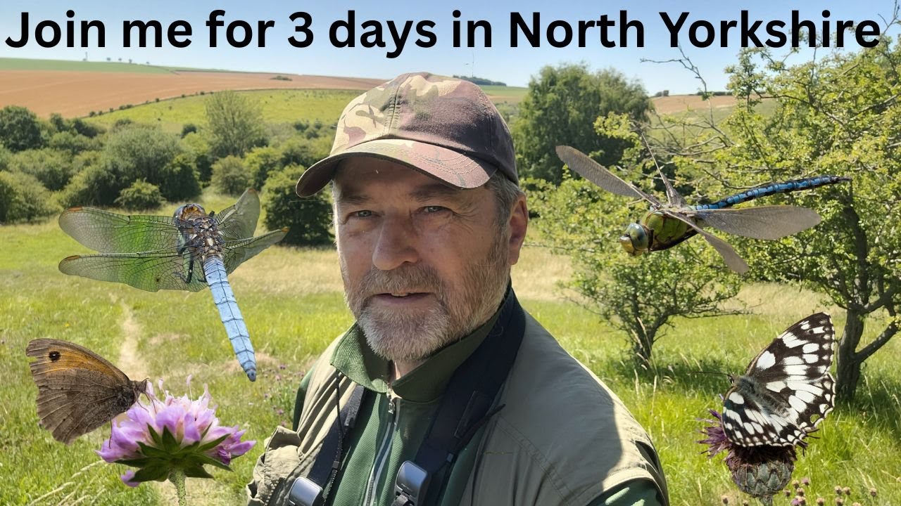 3 days in North Yorkshire looking for Keeled Skimmer, Golden Ringed Dragonfly, Beautiful Demoiselle