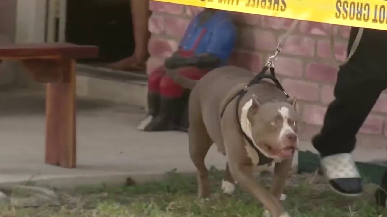 What we know of dog attack that killed1-year-old baby, injured 13-year-old girl