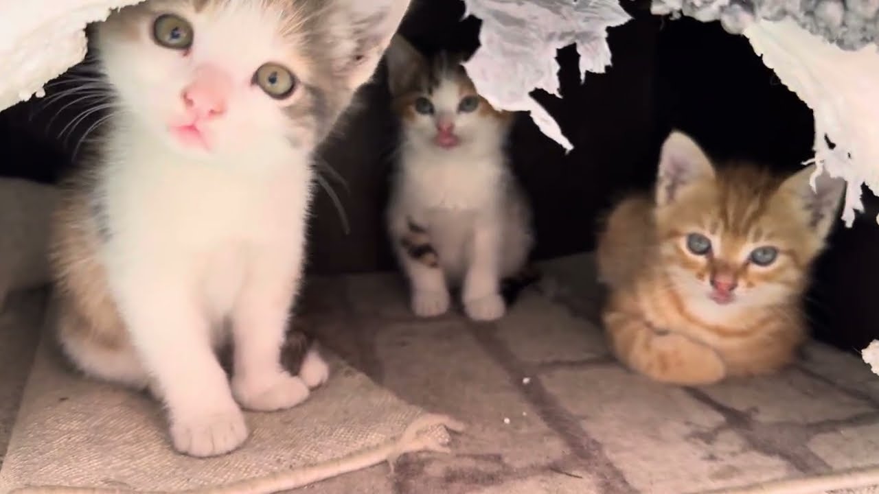 A Surprise for Mother Cat and Her Kittens! We've Prepared a Brand New Home 