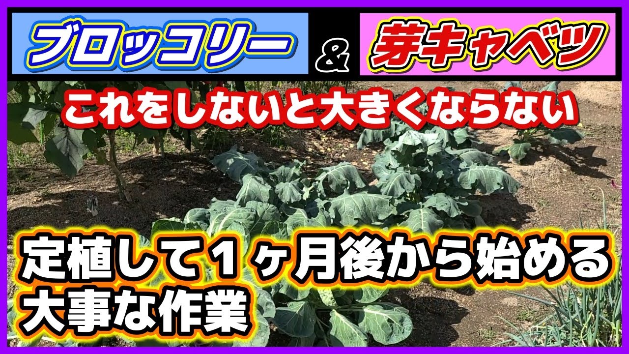 【大事な作業】ブロッコリー＆芽キャベツ定植して１ヶ月後から始めるお世話／葉欠き・中耕・追肥・土寄せ／害虫／メキャベツ／家庭菜園