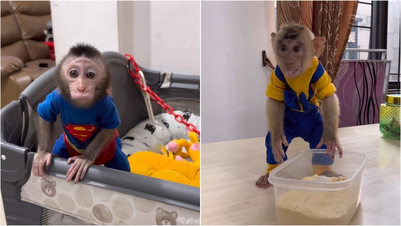 Baby Monkey Dino is afraid of being scolded by Mom because Alpha made a mess of the house