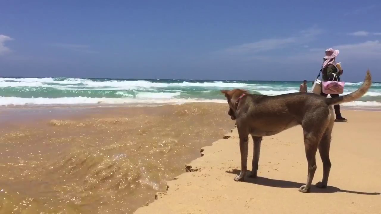Happy Dog Beach,Karon beach หมาเล่นทรายหาดกะรน ตลกมาก55
