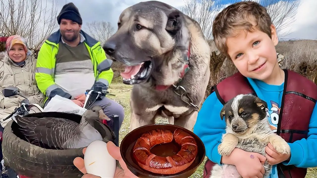 HALİLE BÜYÜK SÜPRİZ HEDİYE KÖPEK / GOCA OĞLANI YAKALADIK / KOYUN DOĞUMLARI DEVAM EDİYOR / KAZ YEMEĞİ