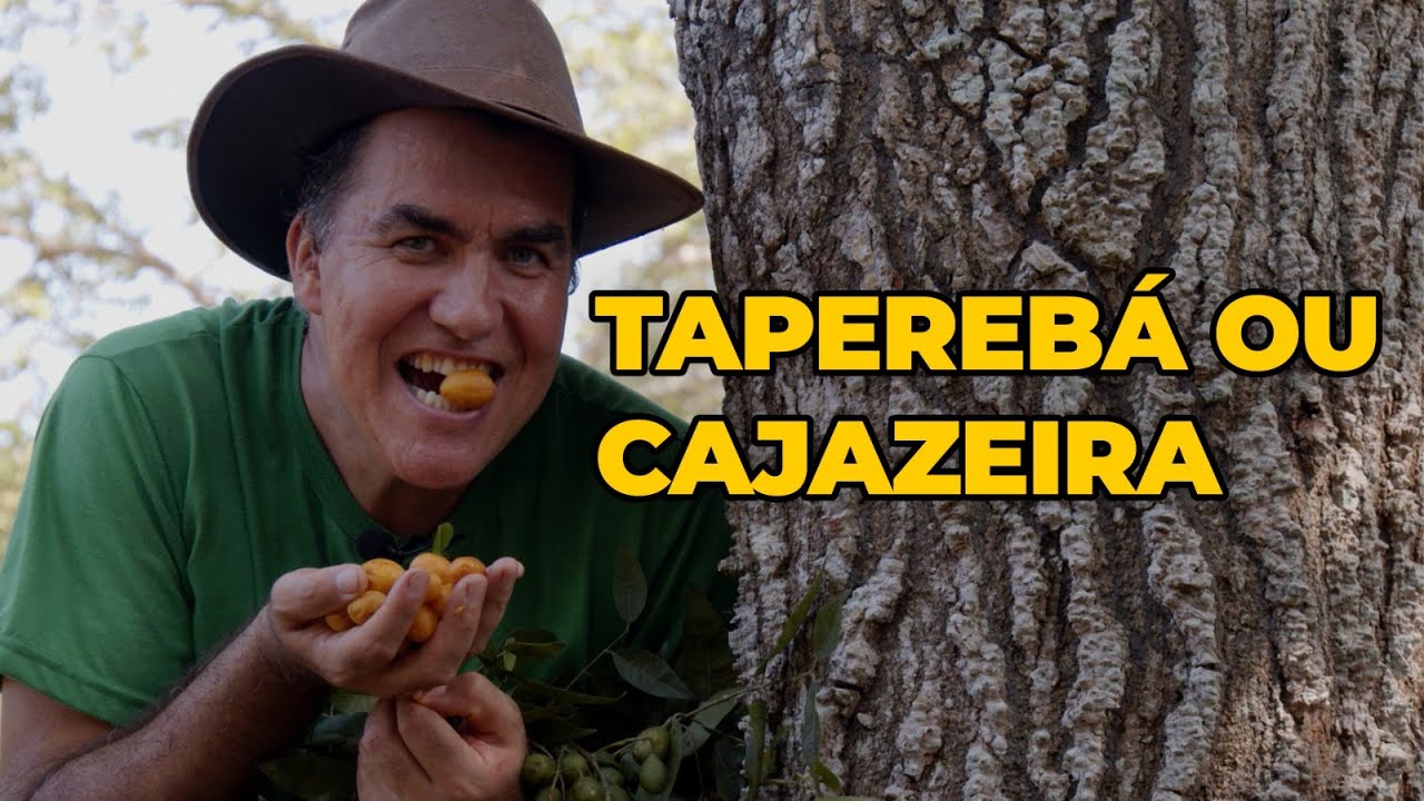 TAPEREBÁ OU CAJAZEIRA: A PLANTA QUE COMBATE O CÂNCER E O ENVELHECIMENTO PRECOCE - Sítio Panc
