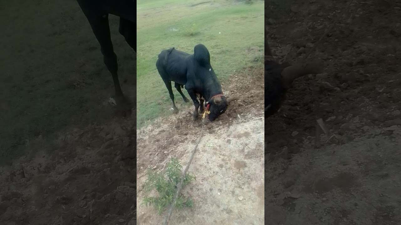 Muthalagu patti dindigul jallilattu